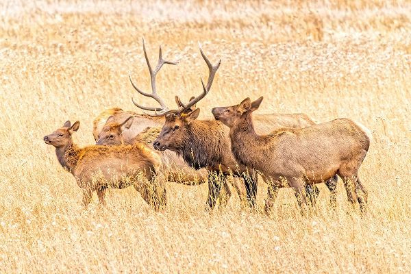 Jaynes Gallery 아티스트의 USA-Colorado-Rocky Mountain National Park North American elk male and females in mating season작품입니다.